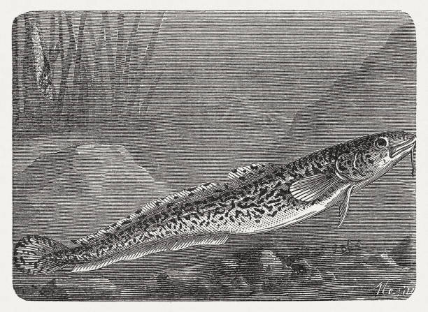 Burbot (Lota lota), wood engraving, published in 1893 The burbot (Lota lota) is the only gadiform (cod-like) freshwater fish and can be found in the nearctic and palearctic regions between the 40th and 70th northern latitude. It is protected in many waters and must not be fished. Wood engraving, published in 1893. lota lota stock illustrations