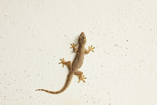 Common house gecko, house lizard or little gecko on a white wall.