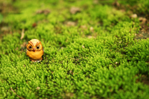 Little cute owl clay doll on green moss, concept use for background.