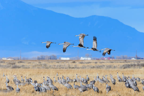 istock Migrating Greater Sandhill Cranes in Monte Vista, Colorado 1213658873
