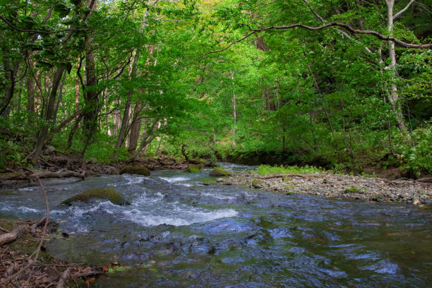 istock Oirase Stream view During the winter 1213659468