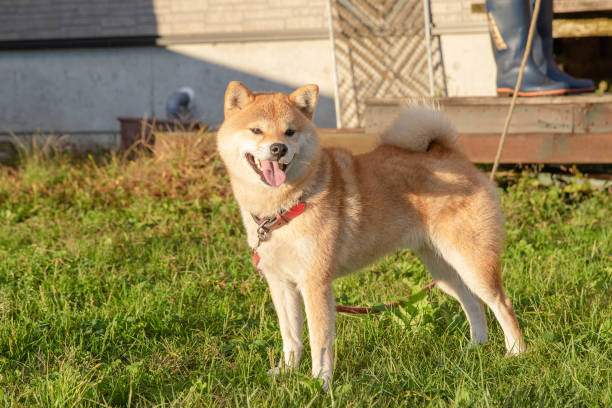 istock One Chiba dog on the lawn 1213659496