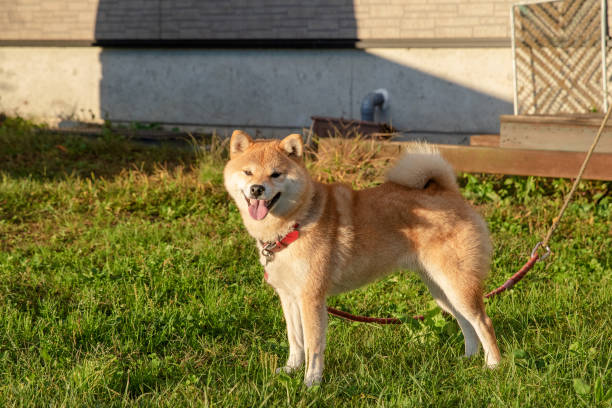 istock One Chiba dog on the lawn 1213659575