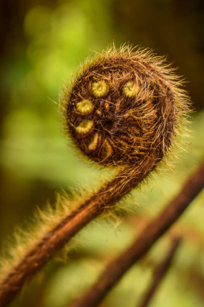 istock Rotorua, New Zealand 1213660197