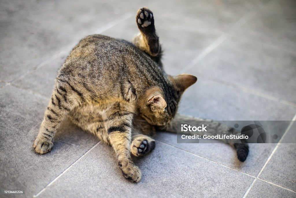 Cleaning time Domestic European shorthair female cat, about 12 months old, cleaning and grooming herself. Domestic Cat Stock Photo Cleaning time Domestic European shorthair female cat, about 12 months old, cleaning and grooming herself. Domestic Cat Stock Photo