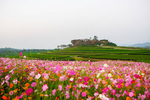 istock Cosmos flower fields in the morning 1213660456