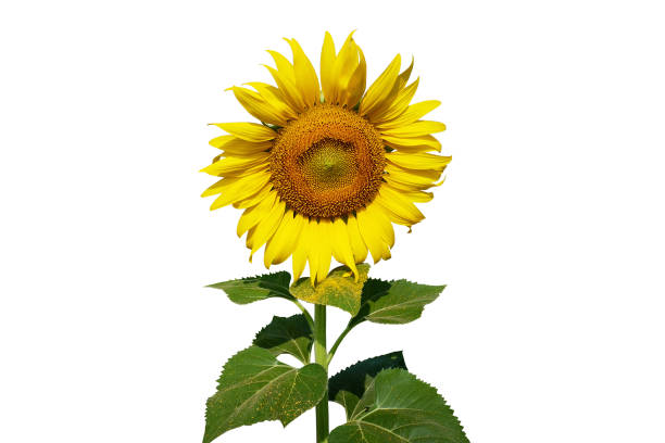 istock Big sunflower and leaf on isolated white. 1213661498