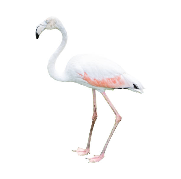 istock One flamingo isolated on white background. 1213661536