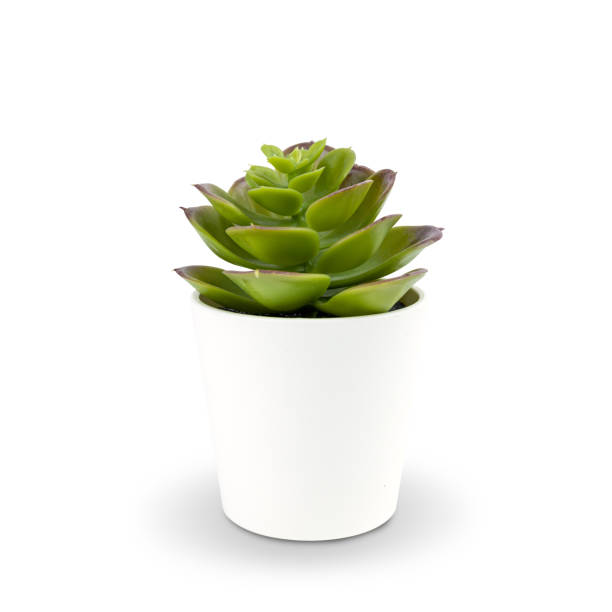 istock A small green tree in a white plastic pot, isolated on white background. with clipping paths. 1213662028