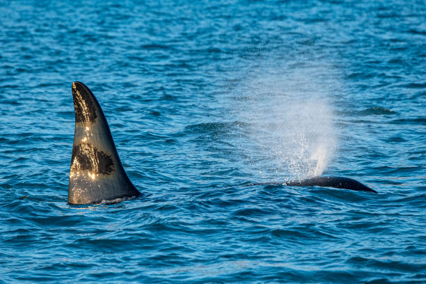 istock Orca killer whale inside Genoa Habor in mediterranean sea coming from iceland 1213662737