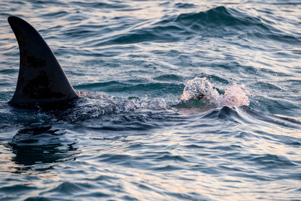 istock Orca killer whale inside Genoa Habor in mediterranean sea coming from iceland 1213662846