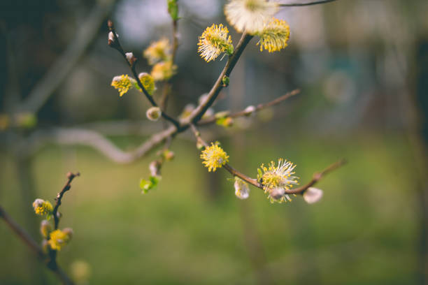 keime von weide im frühjahr. erste feder sanfte blätter, knospen und zweige. frühlingssaison in der natur. pussy weiden zweige. - goat willow stock-fotos und bilder