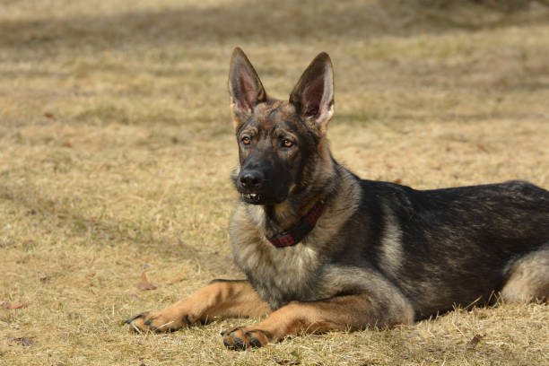 istock German Shepard dog portrait 1213663557