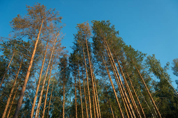 istock Crowns of coniferous forest trees against the sky, bottom view 1213664487