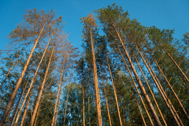 istock Crowns of coniferous forest trees against the sky, bottom view 1213664495