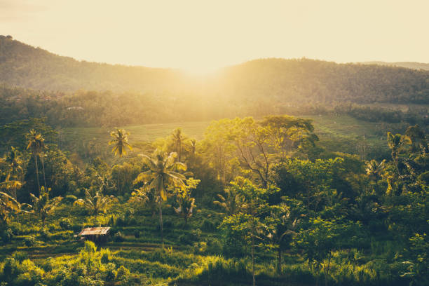 Sunrise scene - early morning in Ubud. Tropical forest in a morning sun light.