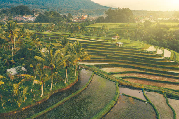 Sunrise over Jatiluwih Rice Terraces, Bali Sunrise scene - early morning on Jatiluwih Rice Terraces. Rice fields in a morning sun light. Mountains on the background. jatiluwih rice terraces stock pictures, royalty-free photos & images
