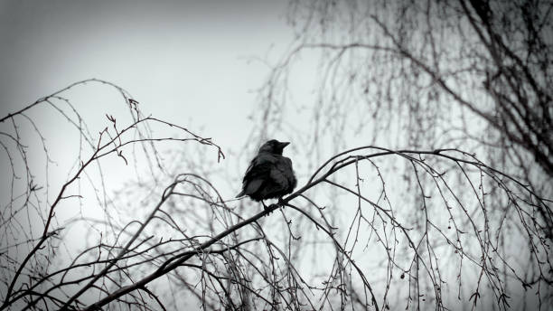 istock Crow bird sitting on a branch 1213666651