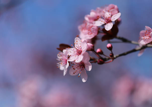 istock Beautiful spring flowers in blossom 1213666707