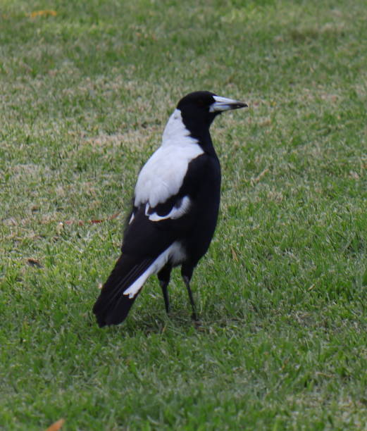 istock Magpie walking around forriging for insects in a melbourne Park 1213667579