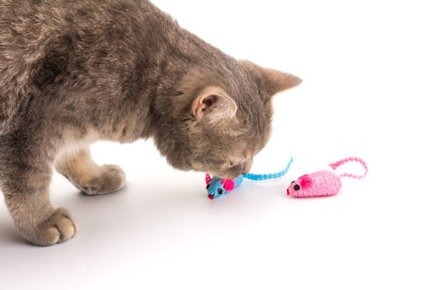 istock Scottish Cat with blue and pink toy mouse for Pets isolated on white background 1213669993