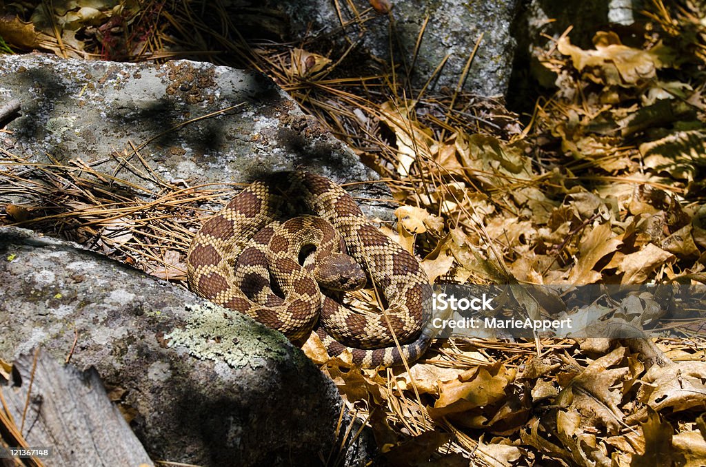 Crotale. Sequia National Park, de la brume rivière, Californie, États-Unis - Photo de Animaux à l'état sauvage libre de droits