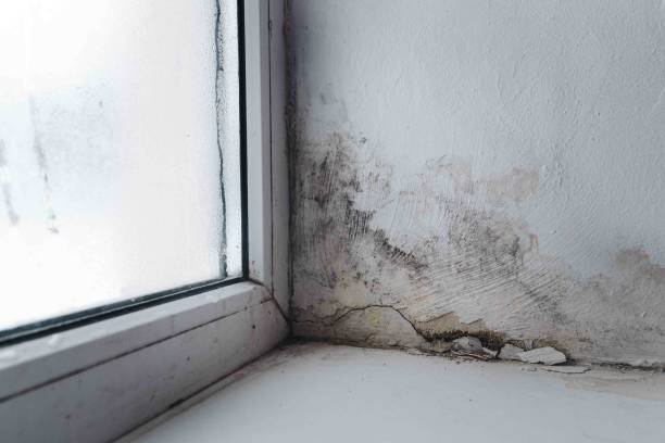 창의 모서리에 곰팡이 - mold basement house wet 뉴스 사진 이미지