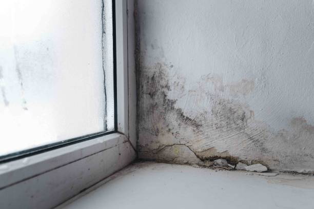 istock mold in the corner of the window 1213671914