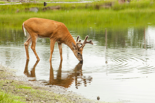 A young male deer (buck) drinks from a peaceful lake.