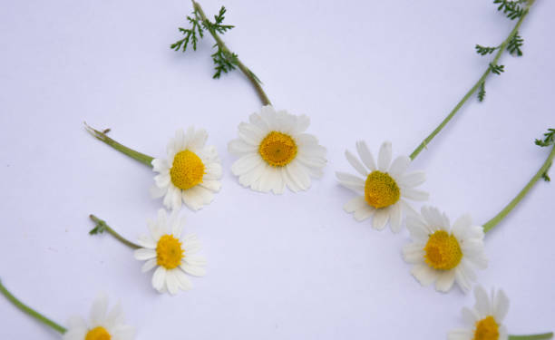 istock Daisies in a white botton for decoration 1213672927