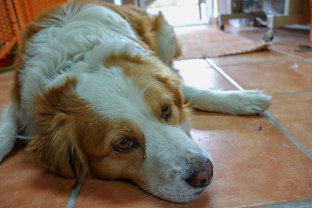 istock Orange and white dog in a photo shoot 1213673456