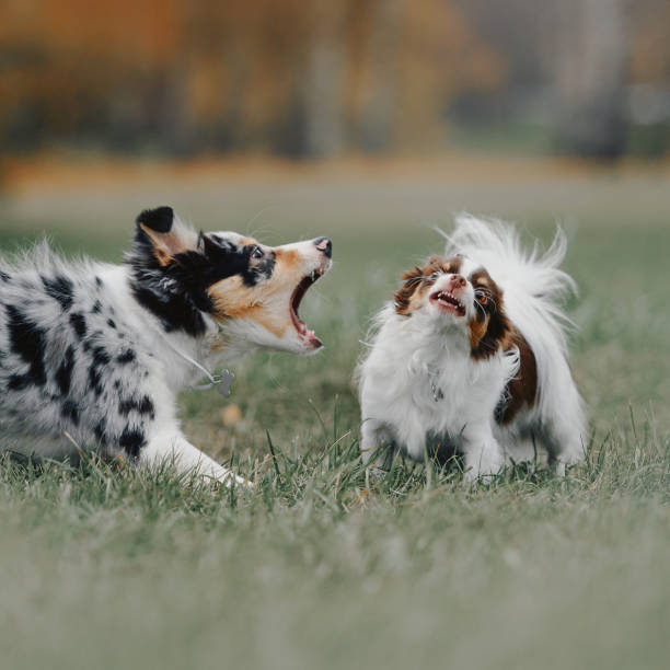border collie puppy and chihuahua dog barking at each other outdoors border collie puppy barking at a chihuahua dog barking animal photos stock pictures, royalty-free photos & images