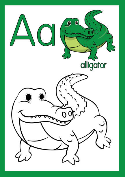 ilustraciones, imágenes clip art, dibujos animados e iconos de stock de ilustración vectorial de un caimán verde con alfabeto a para niños que aprenden practican abc en tamaño de papel a4 listo para imprimir. - drawn learn dinosaur