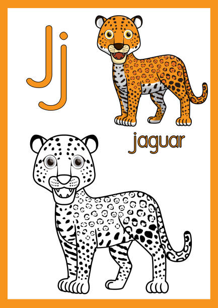  Ilustración de Ilustración Vectorial De Jaguar Con Alfabeto J Para Niños Que Aprenden Practican Abc En Tamaño De Papel A4 Listo Para Imprimir y más Vectores Libres de Derechos de Aprender -