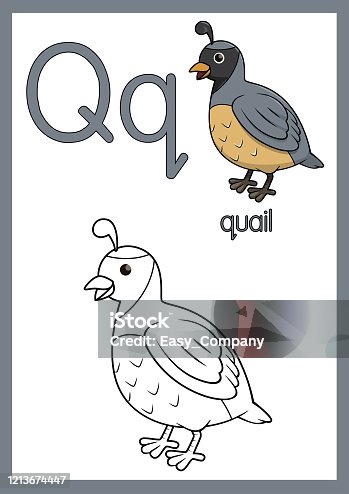 126 Funny Cartoon Alphabet Letter Q Illustrations & Clip Art - iStock