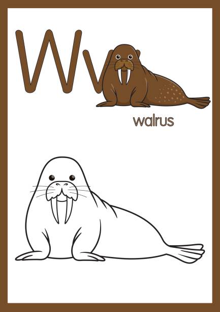 a4 용지 크기에 연습 abc를 학습 하는 아이 들을 위한 알파벳 w와 월러스의 벡터 그림 인쇄 준비. - 바다코끼리 stock illustrations