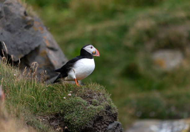istock The Atlantic puffin, also known as the common puffin 1213674515