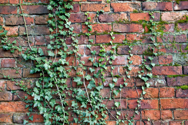 istock Weathered brick wall with ivy plant growing up it 1213674553
