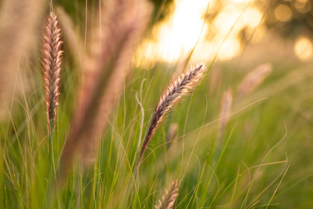 istock Close-up of Beautiful Wild Grass at Sunset 1213674937
