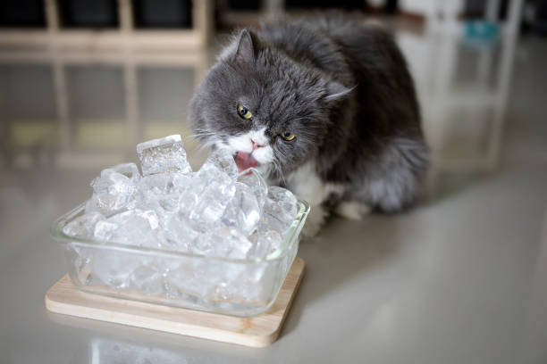 Gray persian cat is licking ice to cool off. Gray persian cat is licking ice to cool off. paw licking domestic animals stock pictures, royalty-free photos & images