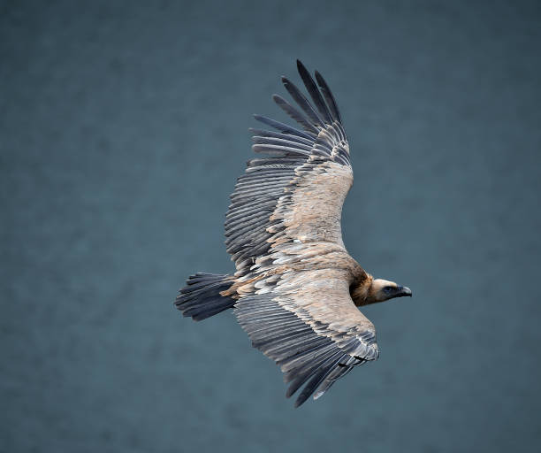 istock A griffon vulture flying on the natural park 1213675426