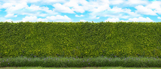 istock Long green tree wall with blue sky and cloud for backdrop design, And free space for art work. 1213675443