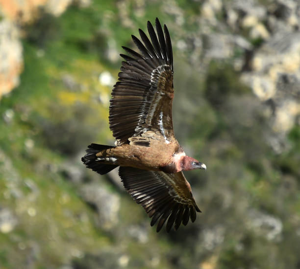 istock A griffon vulture flying on the natural park 1213675470