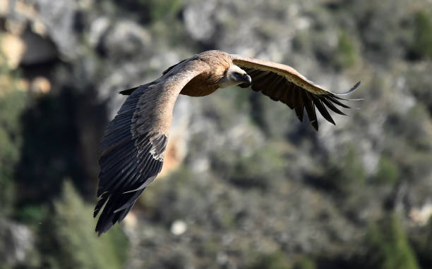 vulture griffon - griffon vulture imagens e fotografias de stock