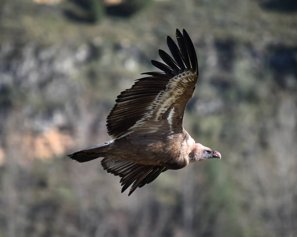 istock A griffon vulture flying on the natural park 1213675493