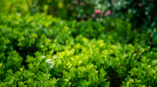 foglie verdi estive - beauty in nature bright building exterior close up foto e immagini stock