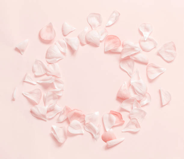 Pink petals frame on a light pink  background top view