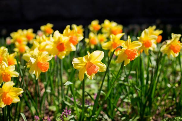 Yellow fresh and white spring growing blooming daffodils background