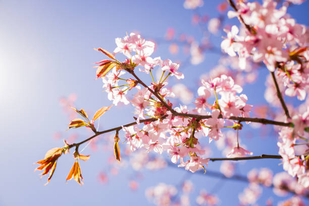 flor de cerejeira, flores de sakura isoladas em fundo azul.flores rosas no fundo do céu na temporada de primavera. tom de cor vintage. fundo de imagem tonal.flor - cherry blossom flower head spring flower - fotografias e filmes do acervo