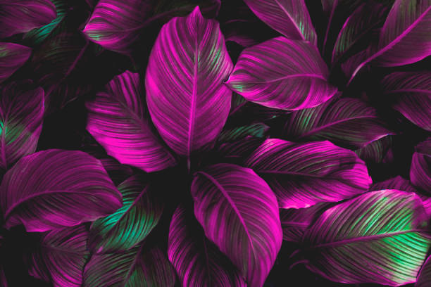 istock green leaves for background and wallpaper 1213679825